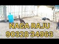 తూర్పు జాతి పట్టా పిల్లలు for sale narasimha babu 8008998909