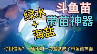 绿水加盐居然成了带鱼苗神器？一周只需喂一次，斗鱼苗轻松养大？