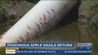 Poisonous Apple Snail return to Metairie