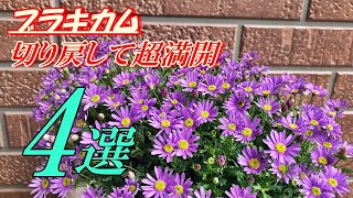 【花】ブラキカムの育て方・切り戻し