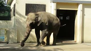 HIMEJI CITY ZOO サイレン聞きながらダンスしてるみたいなアジアゾウの姫子さん　ぞうさん　象さん　姫路市立動物園　在りし日の姫子さんの夏の午後　Dancing elephant