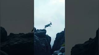 The Most Daring Goat Leap You’ll Ever See! The goat plunges down the cliff 🐐😱