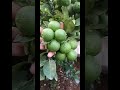 my garden lemon tree update garden lemon 🍋ನಮ್ಮ ಮನೆಯ ನಿಂಬೆ ಗಿಡ