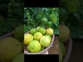 my garden lemon tree update garden lemon 🍋ನಮ್ಮ ಮನೆಯ ನಿಂಬೆ ಗಿಡ