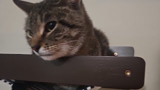 5 CUTE CATS LIVE! With a surprise guest 🤩👍