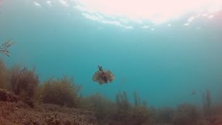 エギと泳ぐアメフラシとアオリイカ【水中映像】