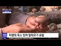 스마트 리빙 식용 버섯도 익혀 드세요 2019.12.25 뉴스투데이 mbc