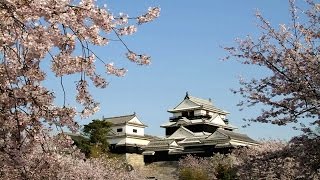 Matsuyama Castle and Cherry Blossoms ( Ehime, Japan )