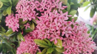 Pink Ixora। Rongon ful। অঙ্গন আলো করা গোলাপি রঙ্গন ফুল