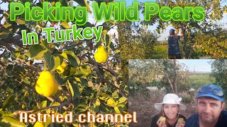 PANEN BUAH PIR LIAR DI TURKI || Picking Wild Pears In Turkey