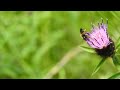 spined mason bee 2 osmia spinulosa