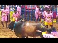 அவனியாபுரம் ஜல்லிக்கட்டு 2025 jallikattu 2025 அலங்காநல்லூர் 3 tamil nadu festival @zeetamil