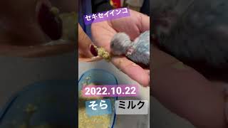 セキセイインコ ヒナ 今日で、5日目 毛の量がだんだん増えてきたァ😍🎶 #子供のいる暮らし #セキセイインコ #セキセイインコのいる暮らし  #セキセイインコ雛  #セキセイインコ好きと繋がりたい