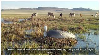 Nurturing the Future: White-Naped Crane Conservation Efforts in Mongolia