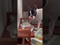 おはよう！メルの朝ごはん ボストンテリア ボステリ bostonterrier