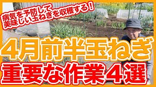 家庭菜園や農園の玉ねぎ栽培は病気予防で美味しい玉ねぎを収穫！4月前半にやるべき重要作業４選！【農家直伝】Tips for caring for onions in April.