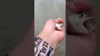 ฟลายฟิชชิ่งปล่อยกระซิวอ้าว #like #subscribe #true #fishing