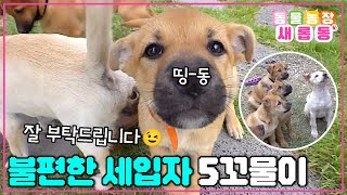 [#새롭동물농장] 502호 월세 내세요! 어느 날 굴러들어 온 불청견(?) 5꼬물이들과 슬기로운 동거 생활😉 / EP.1199 #TV동물농장 #AnimalFarm #SBSstory