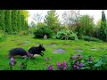 cat tv chipmunks squirrels and birds in a beautiful garden 4k. ep. 28