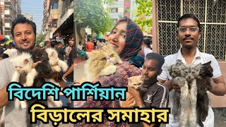 বিদেশি পার্শিয়ান বিড়ালের দাম | Persian cat price in Bangladesh