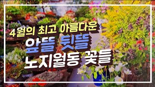 노지월동 되는 4월의 꽃 최고 아름다운 뜰 노지 심어 보세요