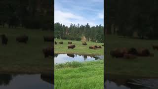 The Bison Returning to their Pasture