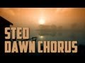 Steo - Dawn Chorus