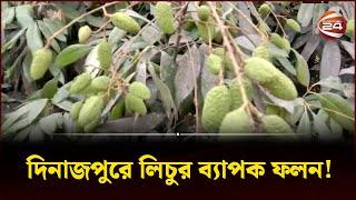 দিনাজপুরে লিচুর ব্যাপক ফলন! | Dinajpur | Channel 24