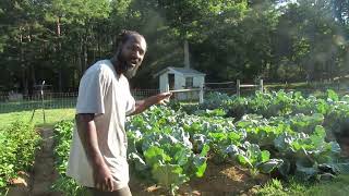 Harvesting In the Gardens  June 2022