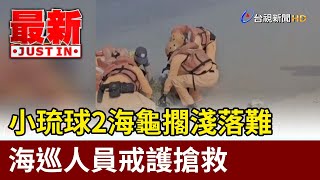 小琉球2海龜擱淺落難 海巡人員戒護搶救【最新快訊】