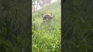 കാട് കുലുക്കി വരുണ്ട്😳#shortsfeed #wildlife #wildanimals #shots #shorts #ytviral #reels #yt #eco