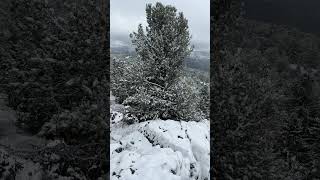 Алтай/первый снег в тайге (осень 2023)