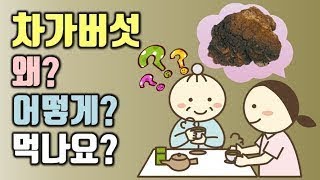 차가버섯효능 7가지와 먹는법, 부작용 알고 먹읍시다. - 건강을 보호