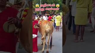 அதிசயம் ஐந்து கால்கள் கொண்ட மாடு (நந்தி) 😱 || #shortsfeed #youtubeshorts #thiruvannamalai