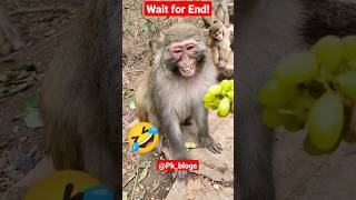 Ye kya hua?? #cutebaby #monkey #cutemonkey #baby #funny #enjoy #bandar #hassi #vrindavan #trending