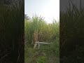 அடேங்கப்பா ரொம்ப பிரமாதம் villagelife viral trending ytshorts shortsviral