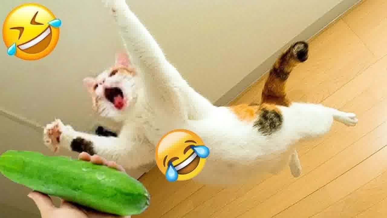 Classic Dog And Cat Videos 生 仍 1 Hours Of Funny Clips Youtube