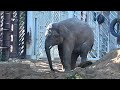 アジアゾウアルンasian elephant arun 2025年1月9日