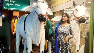 ఏది చూసన కొనాలి అనిపిస్తుంది గోసేవ store #trending #organicfarming #cow #farming