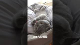 綺麗好き#ブリティッシュショートヘア #猫 #shorts