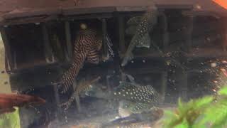 Blue Phantom Pleco L128 Attacking  King Tiger Pleco L006