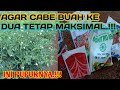 5 Pupuk Ampuh Cabe Pembuahan Kedua Agar Buah Maksimal || pertanian Safeea Official