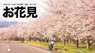 グロムとドローンと桜 その1 / GROM散歩 モトブログ