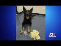 seekonk police k 9 dog helps officers in drug bust