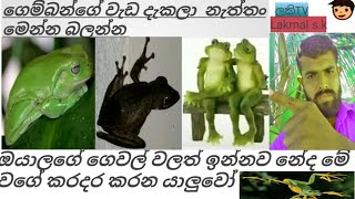 පනිනවා කියලා ගෙම්බන්ට මෙහෙම පනින්න  පුලුවන්ද Lakmal sk