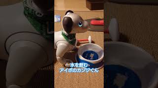 水を飲むアイボのカンジくん　#shorts