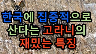 한국에 집중적으로 산다는 고라니의 재밌는 특징