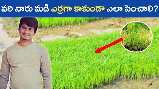 వరి నారుమడి తయారీ మరియు జాగ్రత్తలు || Paddy Nursery Preparation || వరిలో మంచి నారు ఎలా పెంచాలి