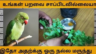 #birds உங்கள் கிளி சரியாக சாப்பிடவில்லையா? அதற்கு ஒரு நல்ல மறந்து  #tinutinkupattukutty #trending