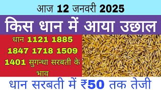 धान के भाव,12 जनवरी 2025 | dhan ke bhav | 1509 dhan ke bhav | basmati dhan mandi bhav | धान का भाव